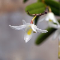 Dendrobium crumenatum Sw.